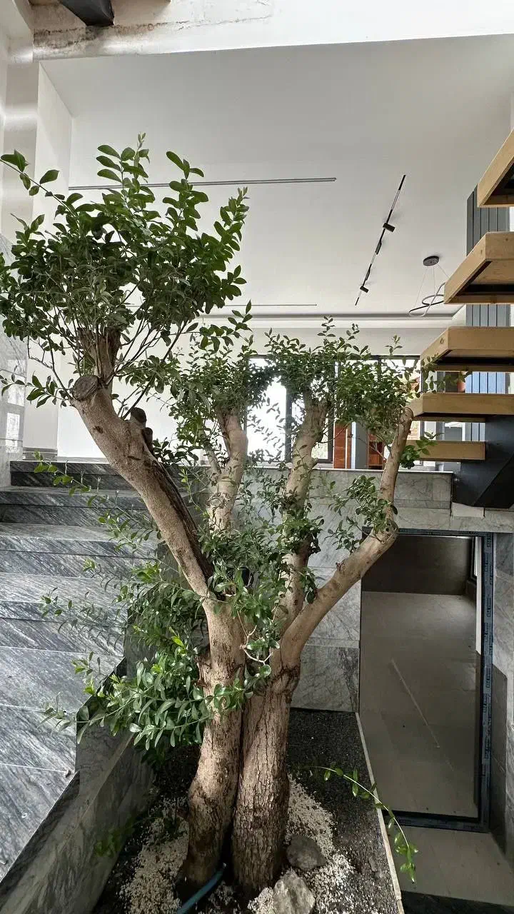 عمارت فوق مدرن نماانگلیسی درمجتمع پرایوت جنگلی|فروش خانه و ویلا|رویان, |دیوار