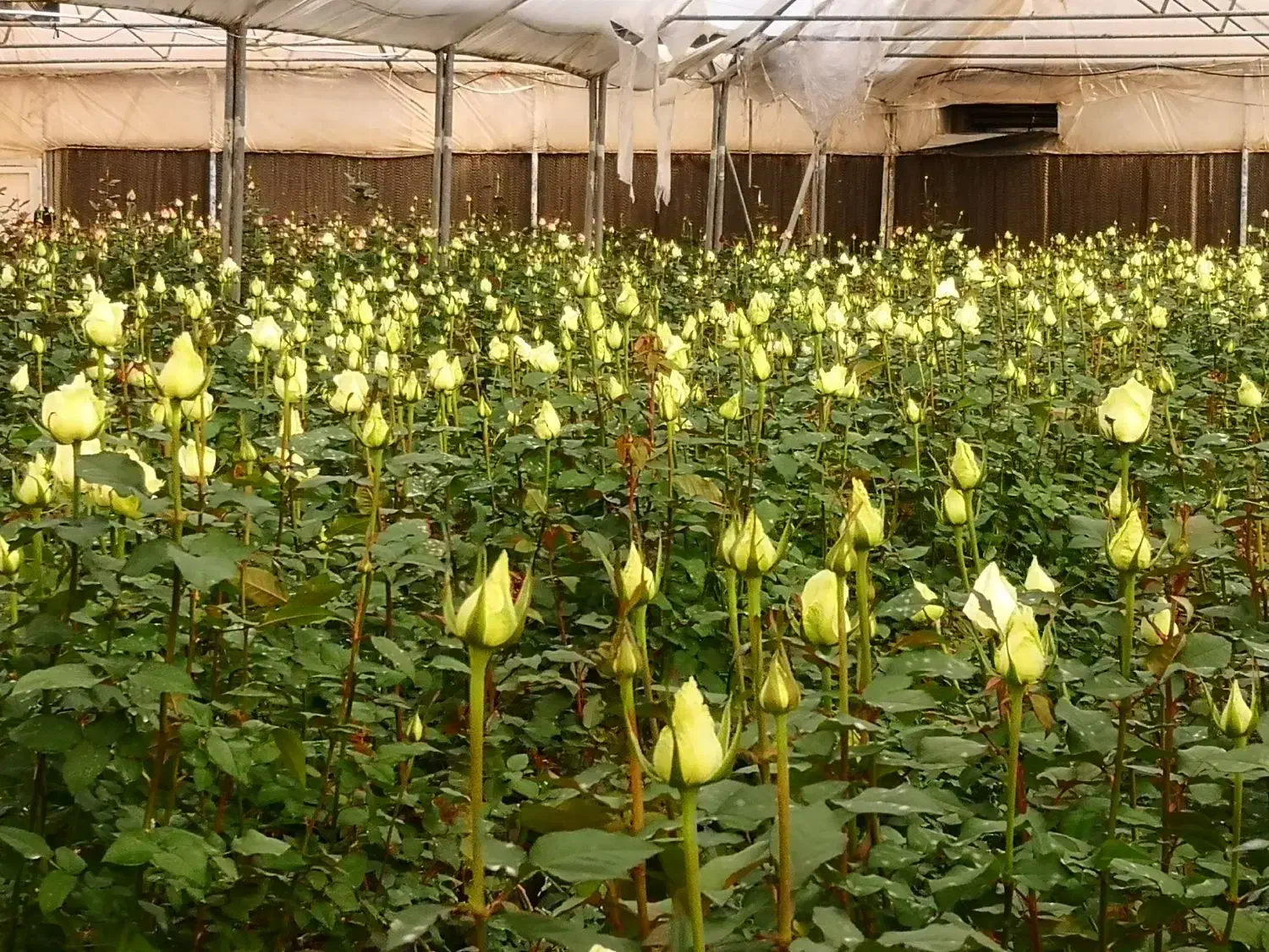 نیازمند نیروی کار در شرکت گل و گیاه آذرگون|استخدام صنعتی، فنی، مهندسی|عسگران, |دیوار