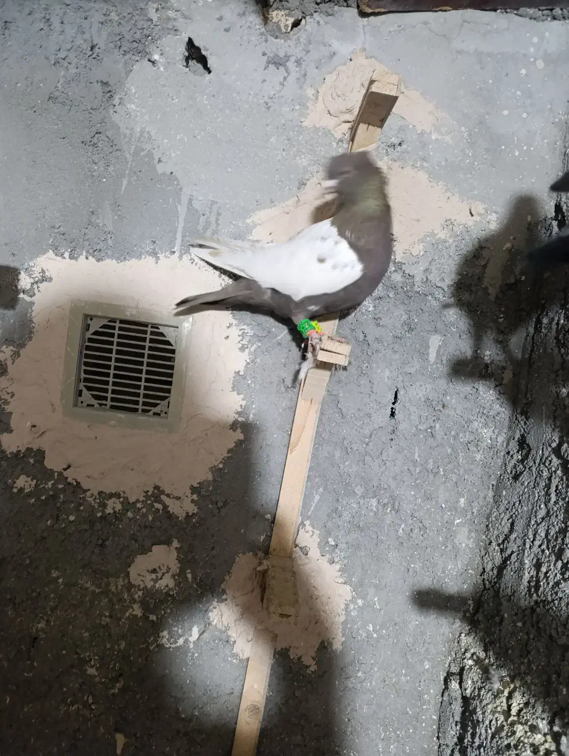 کفتر پرشی کلاغ زرد|پرنده|مشهد, امیرآباد|دیوار