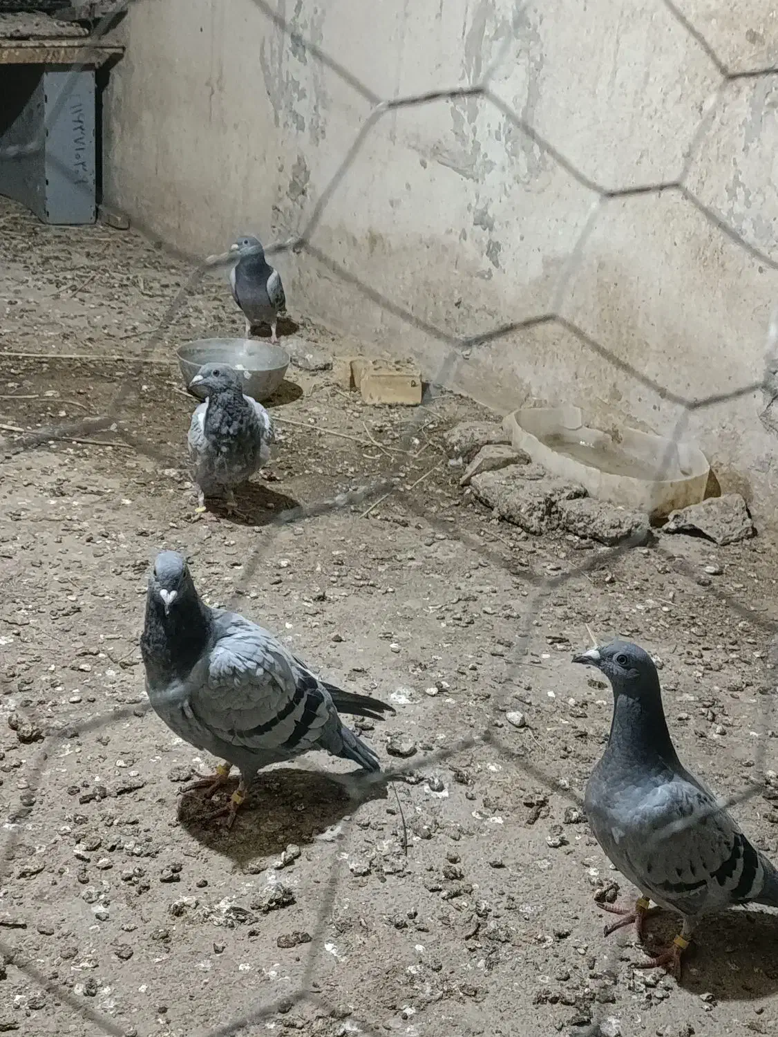 کبوتر فروشی|پرنده|زابل, |دیوار