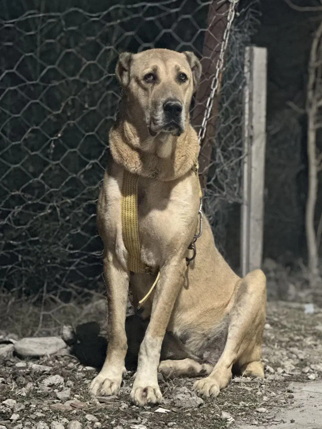 سگ ماده آلابای|سگ|گنبد کاووس, |دیوار