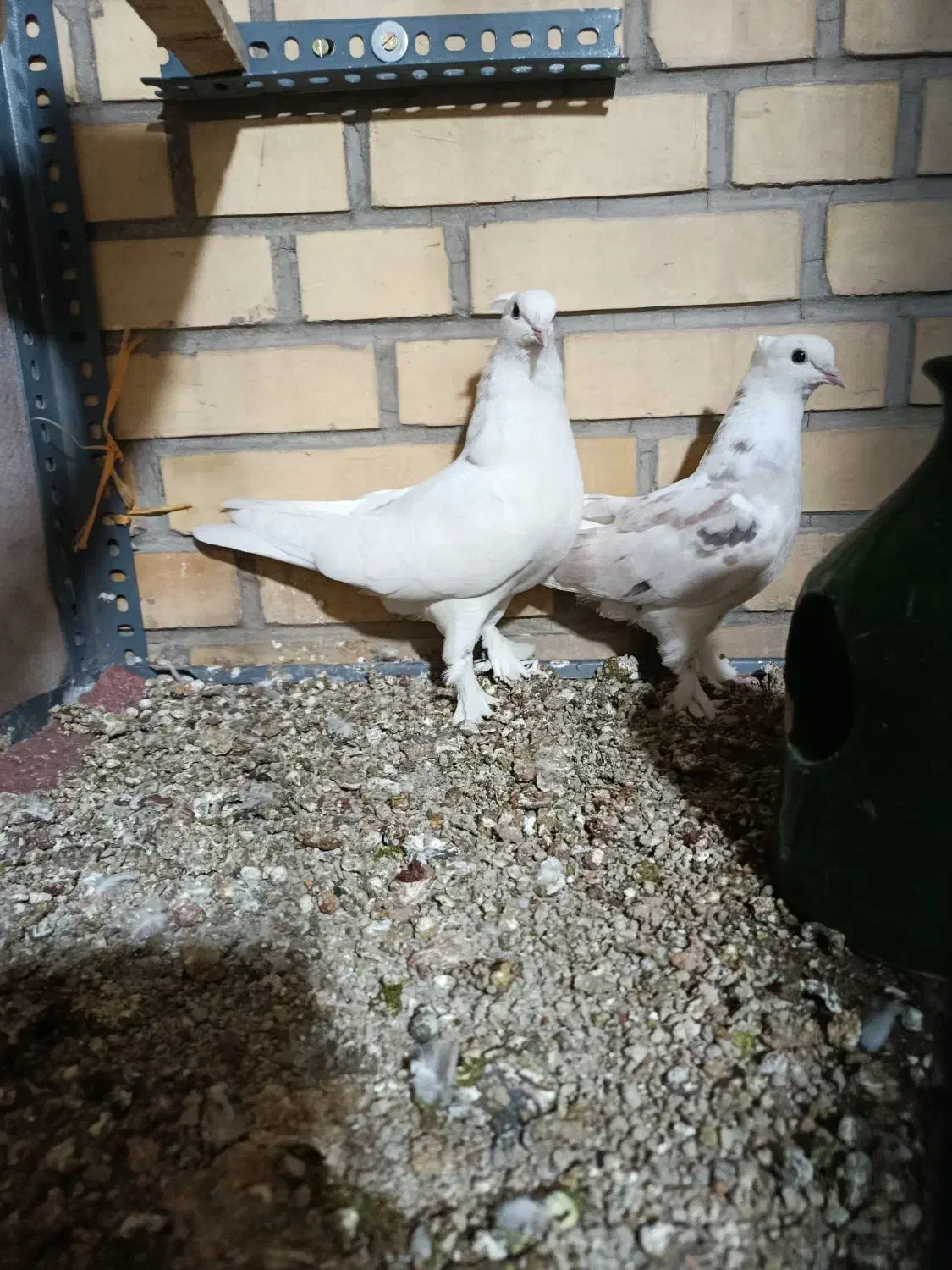 جوجه شازده سرور (سهره) عروس هلندی|پرنده|اسلامشهر, صادقیه|دیوار