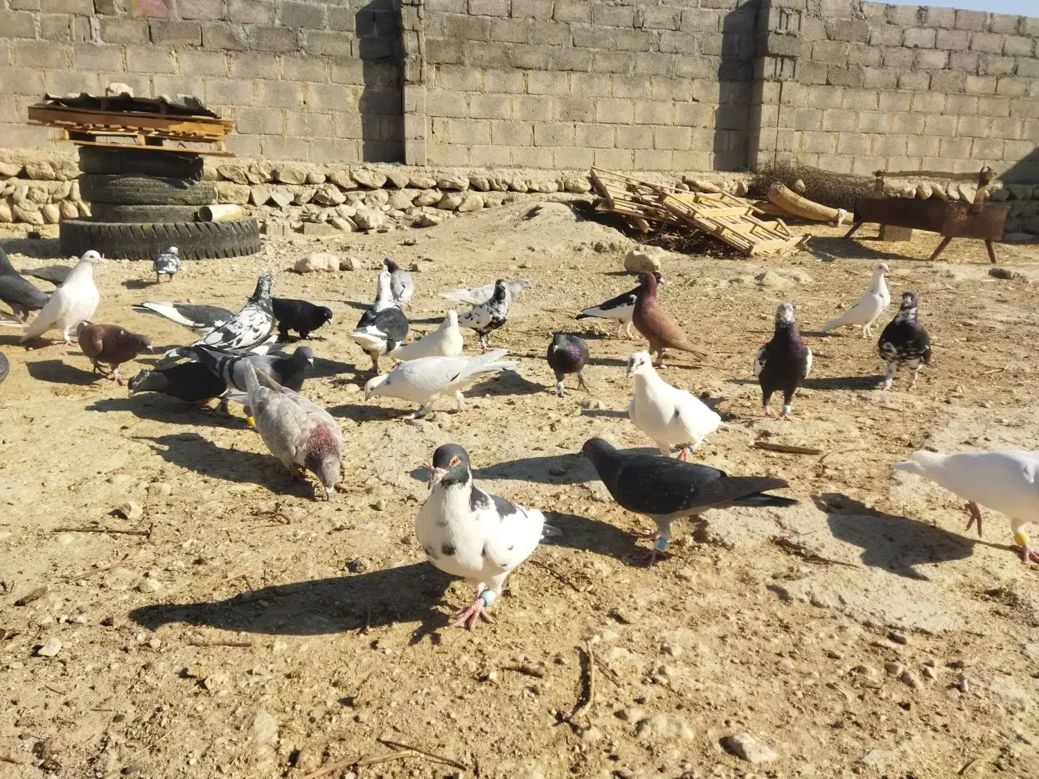 تعدادی کبوتر..|پرنده|گراش, |دیوار