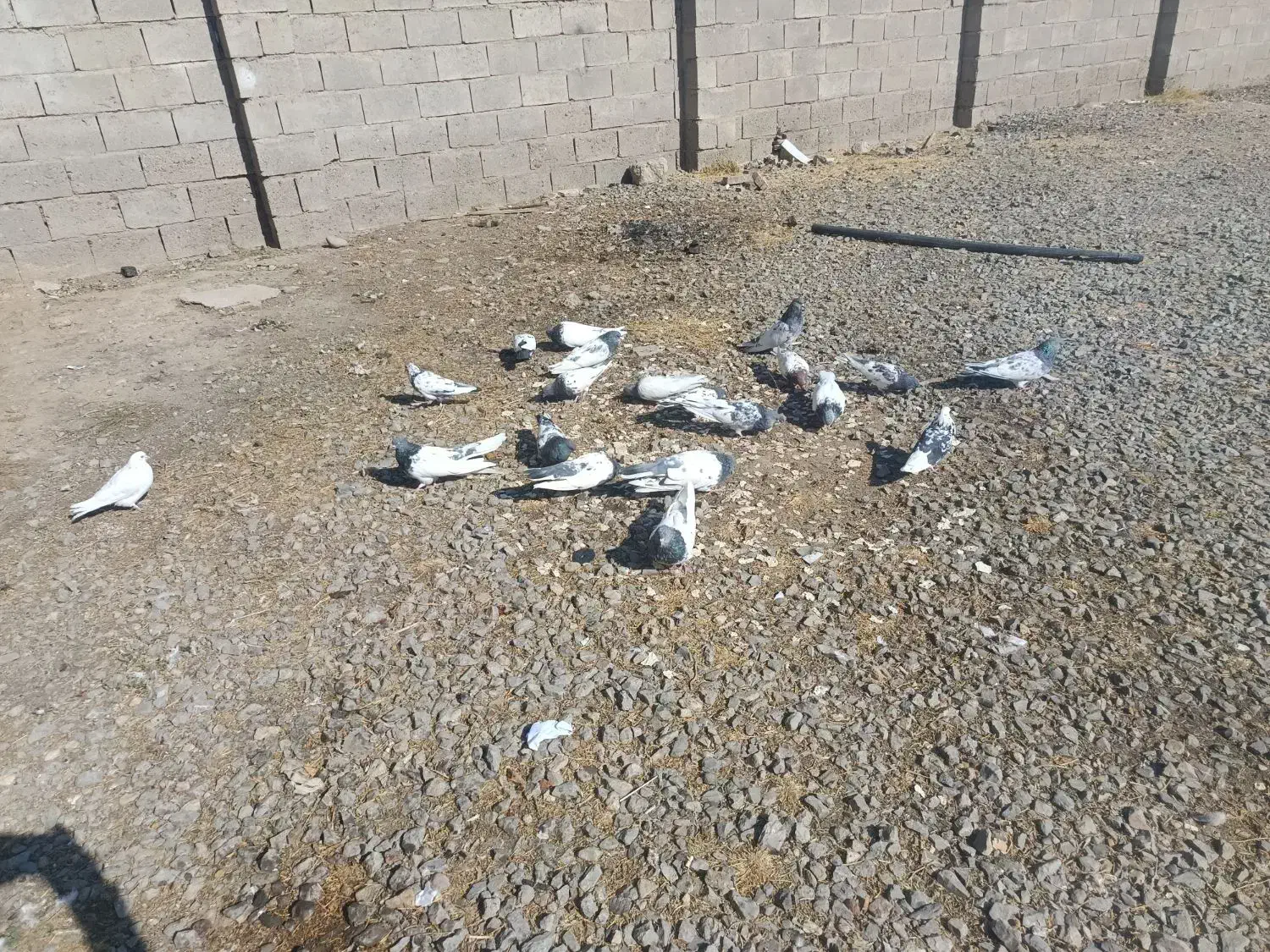 کبوتر|پرنده|لیلان, |دیوار