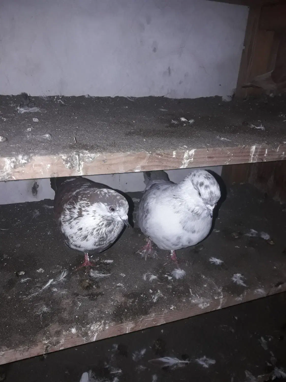 کبوتر|پرنده|رودسر, |دیوار