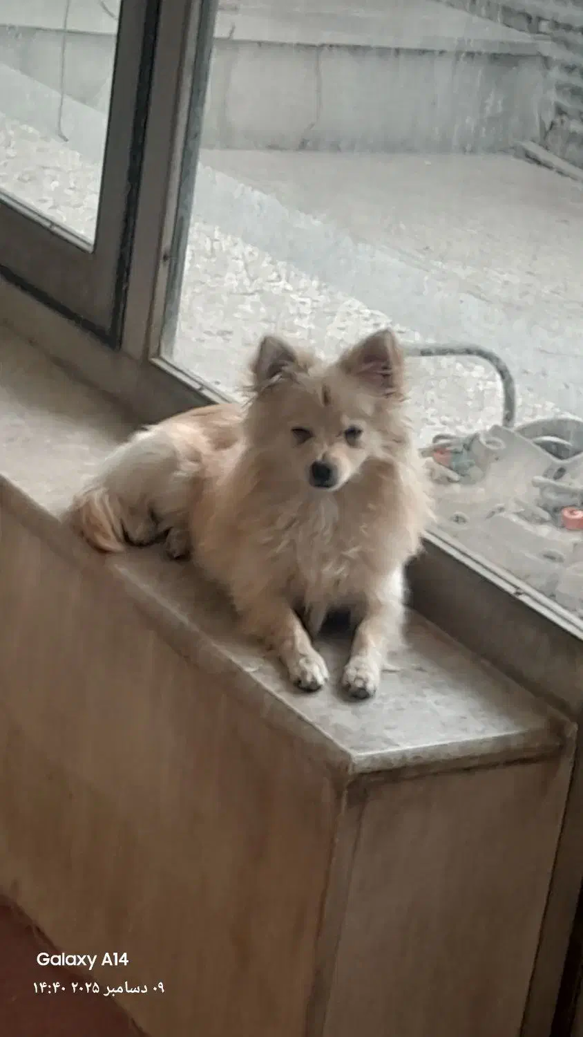 پامر|سگ|شاهین‌شهر, گزبرخوار|دیوار