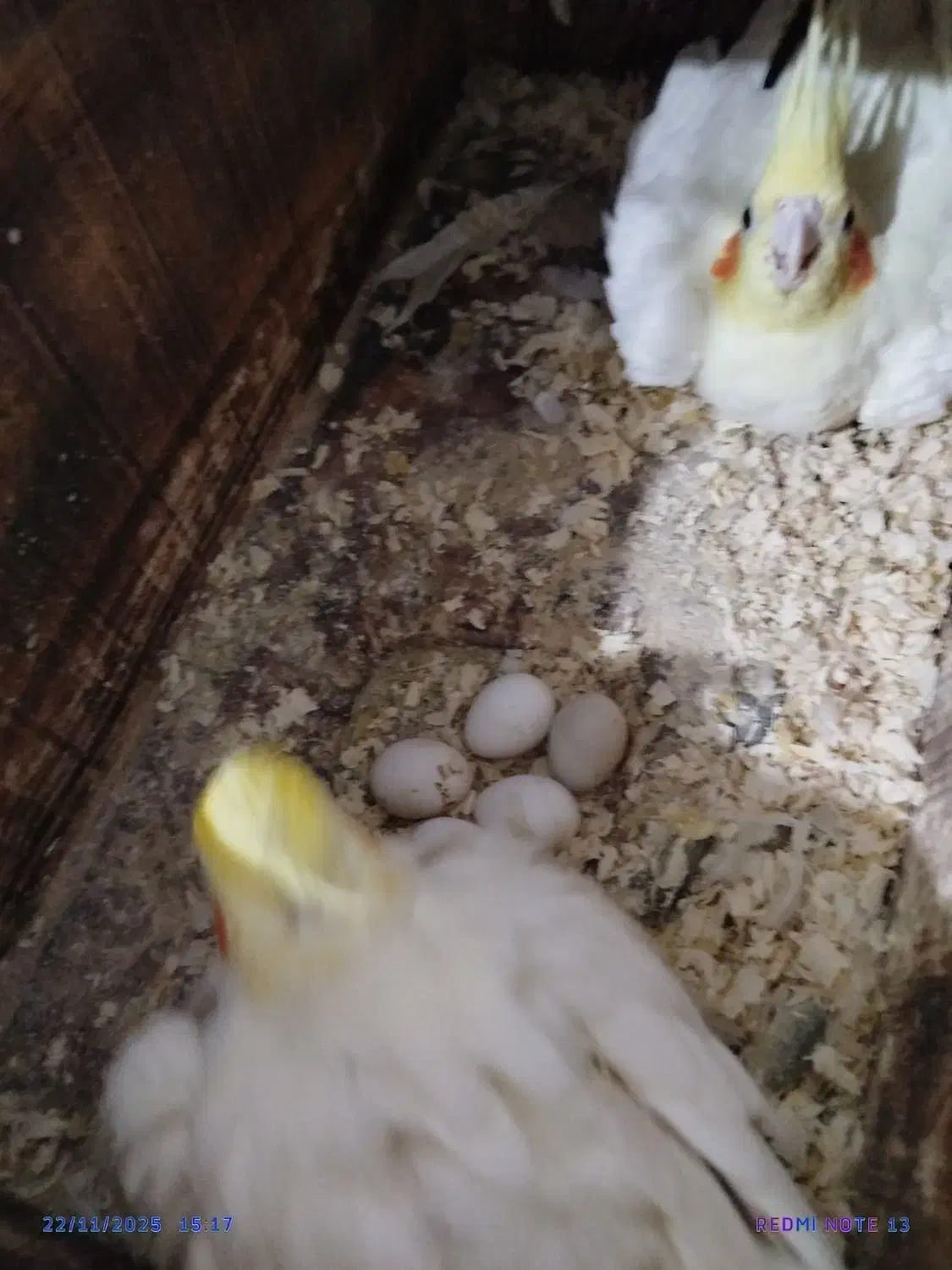 عروس هلندی کار سهره مست دهن قناری|پرنده|تربت جام, مسکن مهر|دیوار