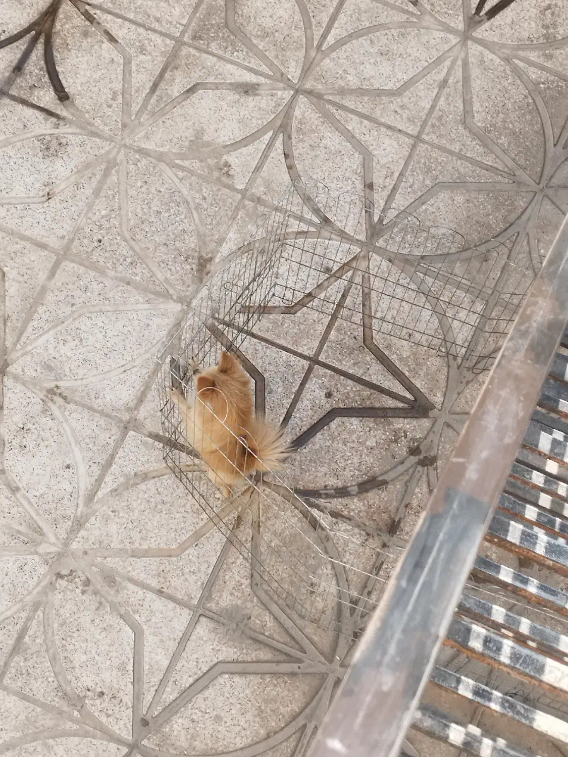 سگ پامراین|سگ|محمدیه-قزوین, |دیوار