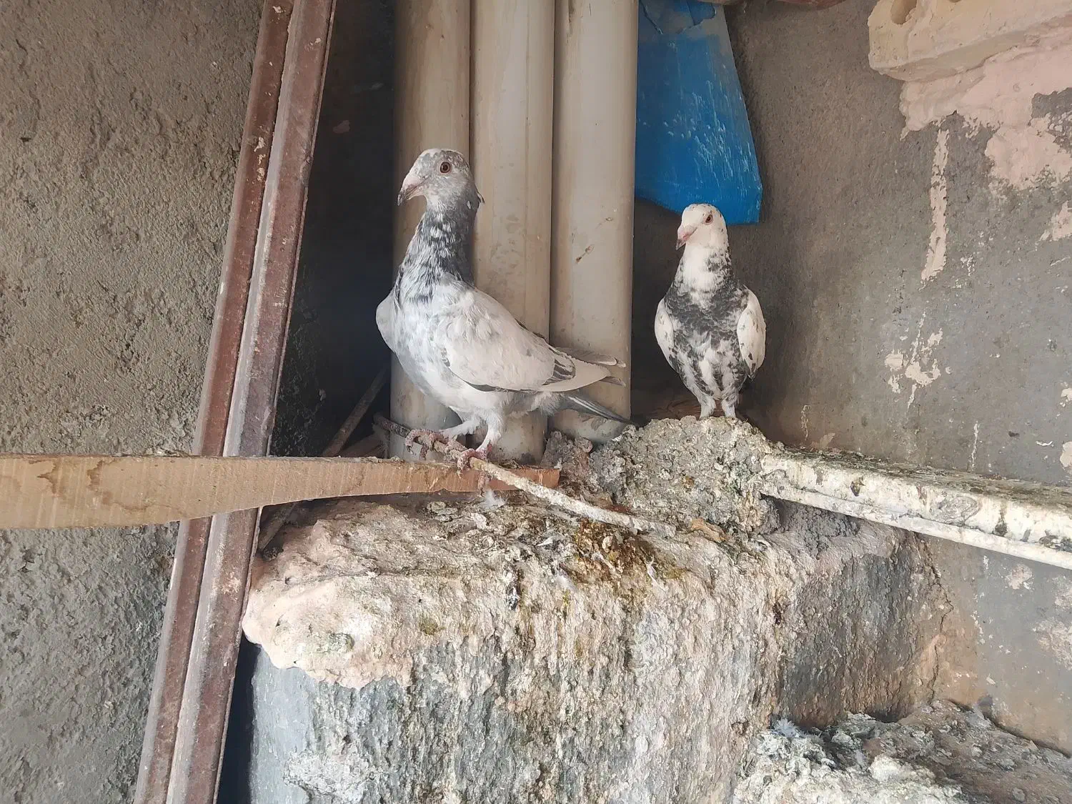 بزک|پرنده|تربت جام, مسکن مهر|دیوار