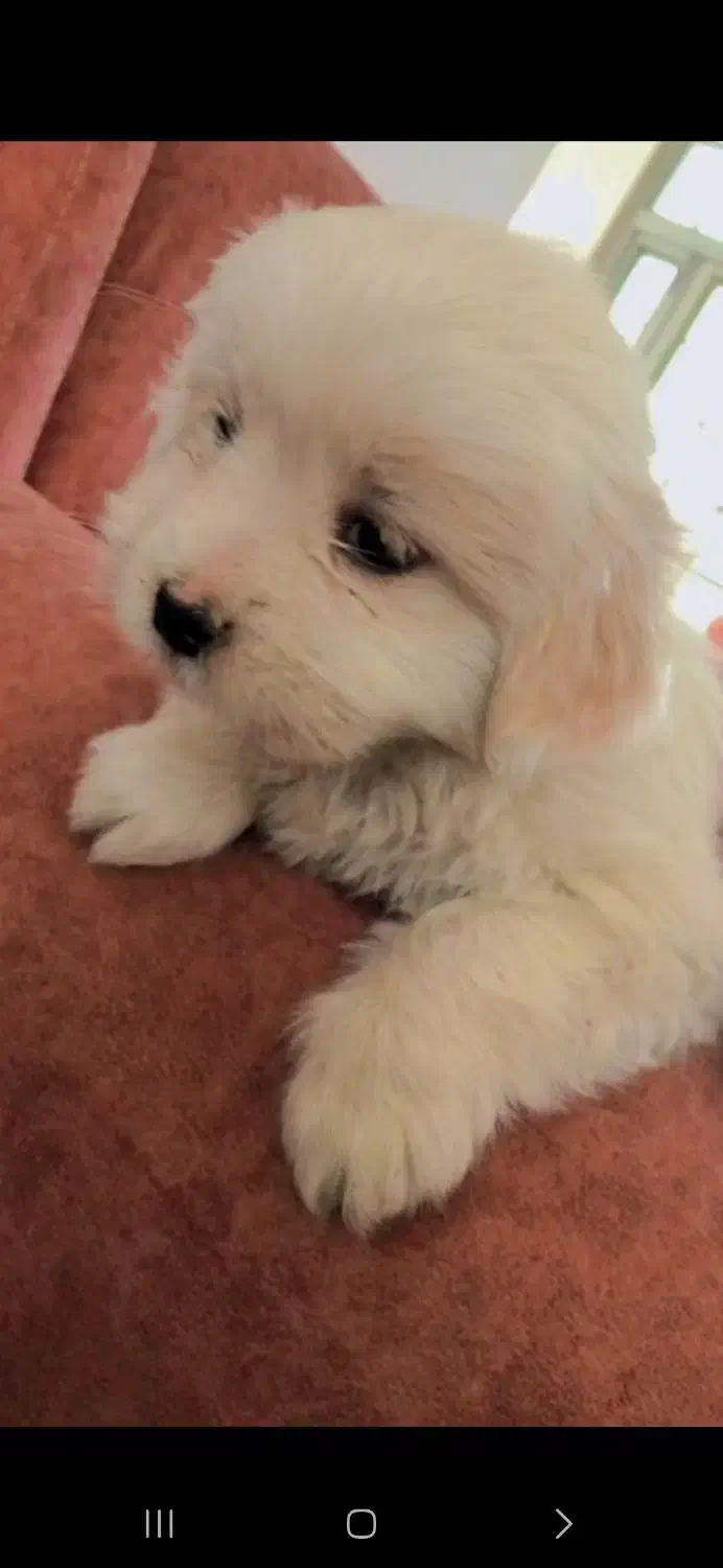 توله پامر نر عروسکی|سگ|فیروزآباد (فارس), |دیوار