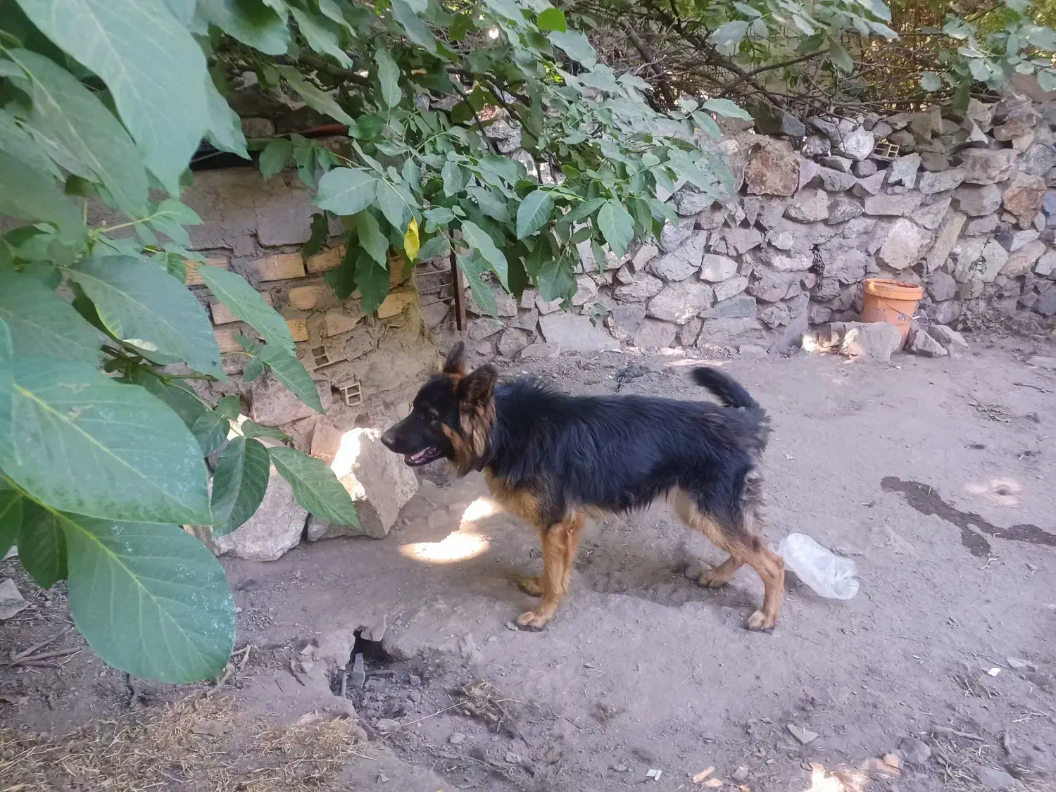 سگ ژرمن|سگ|بم, |دیوار