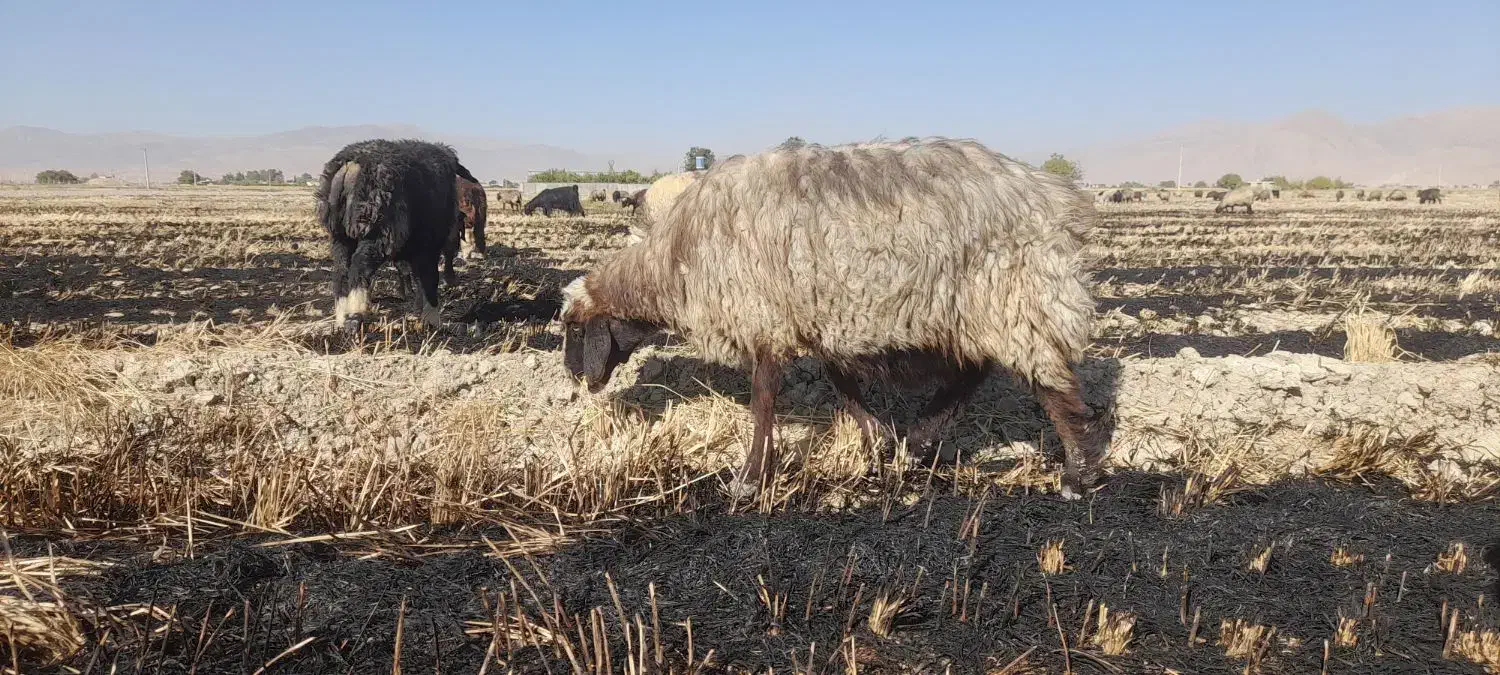 میش داشتی در بیضا|حیوانات مزرعه|بانش, |دیوار