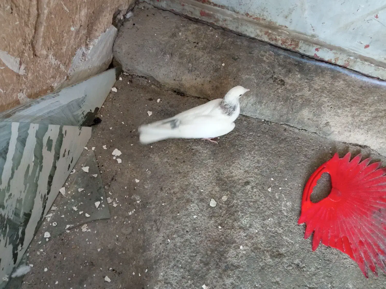 کبوتر سفید تهرانی|پرنده|بابا حیدر, |دیوار