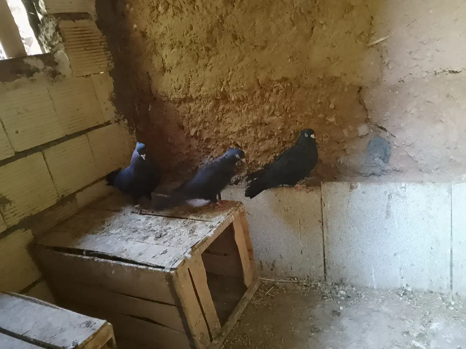 کبوتر قیل زاغ|پرنده|شهرضا, |دیوار