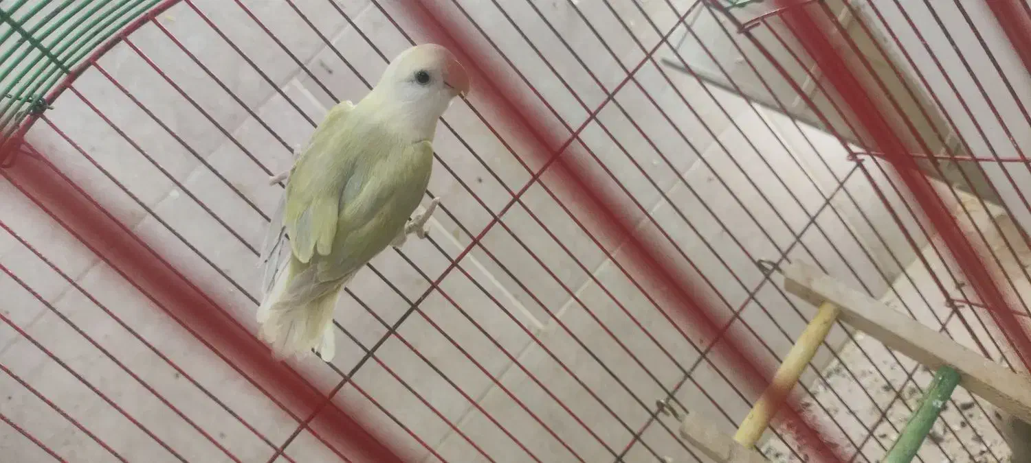 طوطی برزیلی|پرنده|مسجد سلیمان, |دیوار