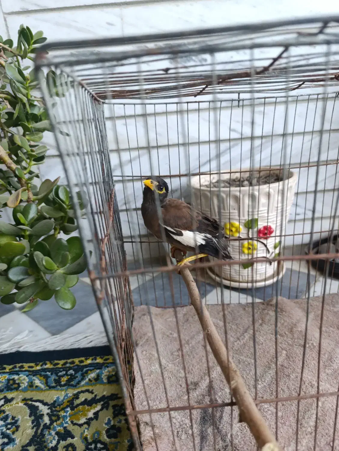 مرغ مینا|پرنده|قائم‌شهر, |دیوار