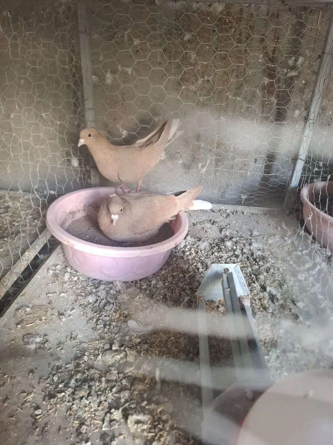 کبوتر|پرنده|کرمان, |دیوار