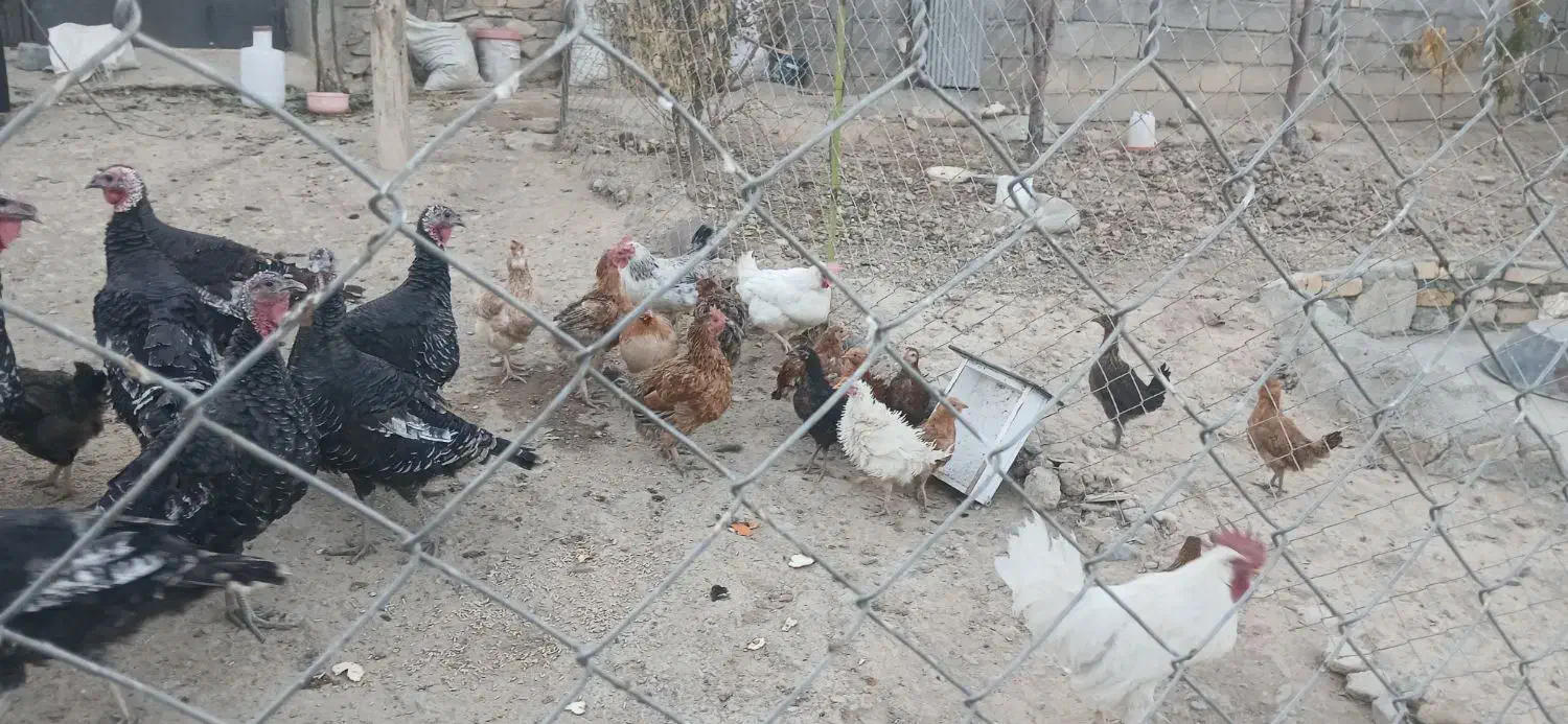 فروشی|حیوانات مزرعه|سنقر, |دیوار