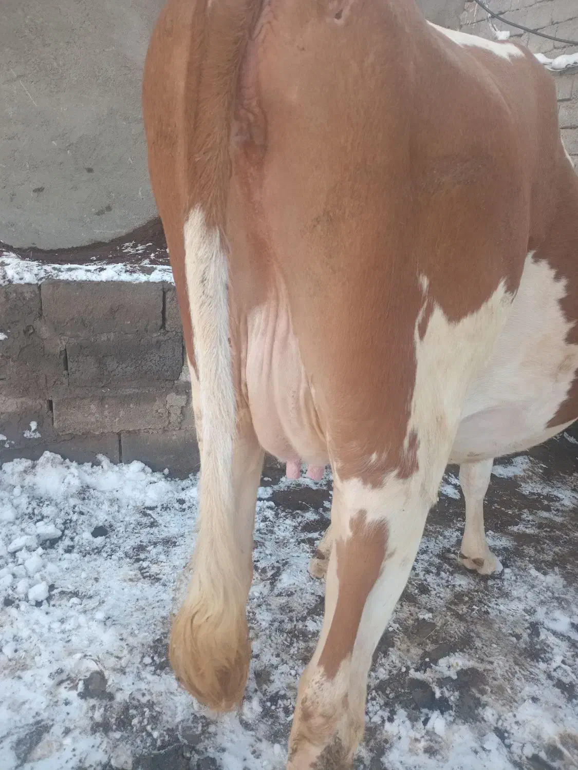 گاو سیمنتال شیری|حیوانات مزرعه|نظر کهریزی, |دیوار