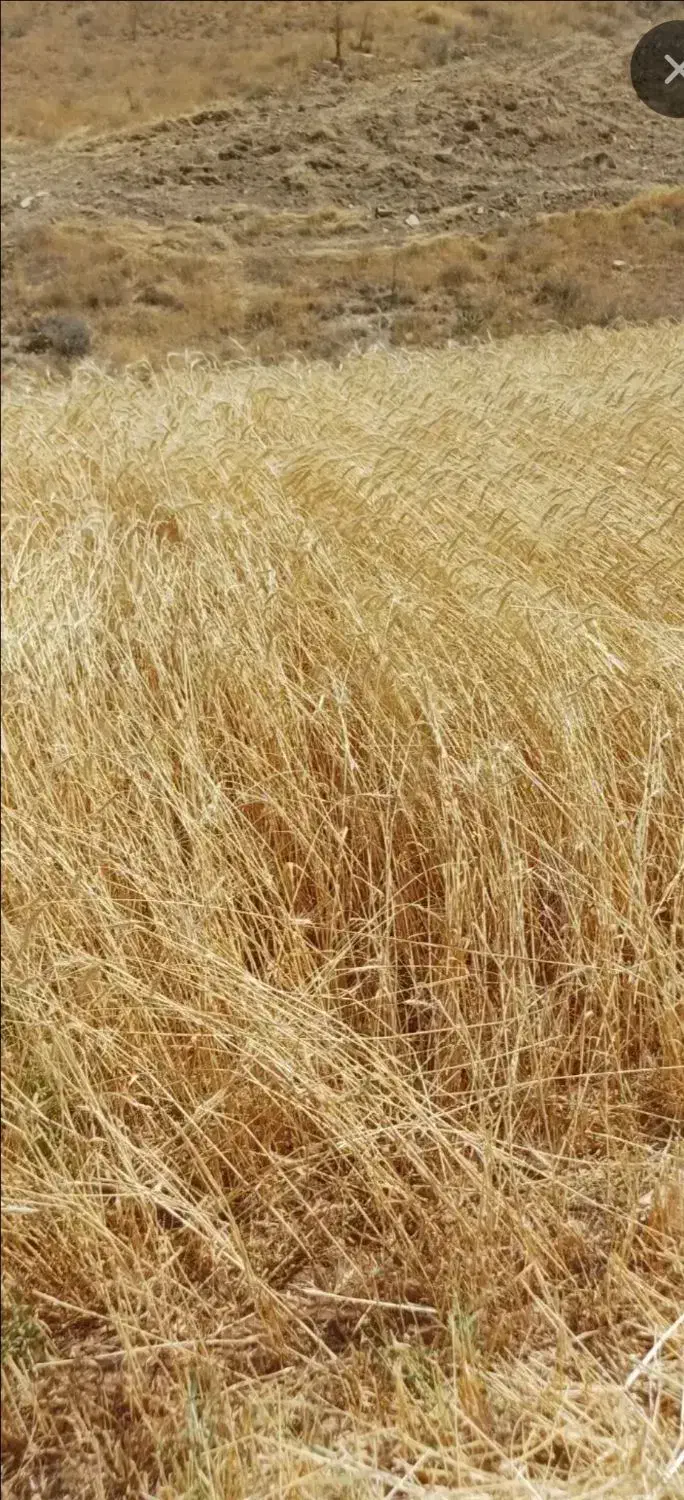 گندم ۳۰۰ کیلو|لوازم جانبی حیوانات|دیواندره, |دیوار