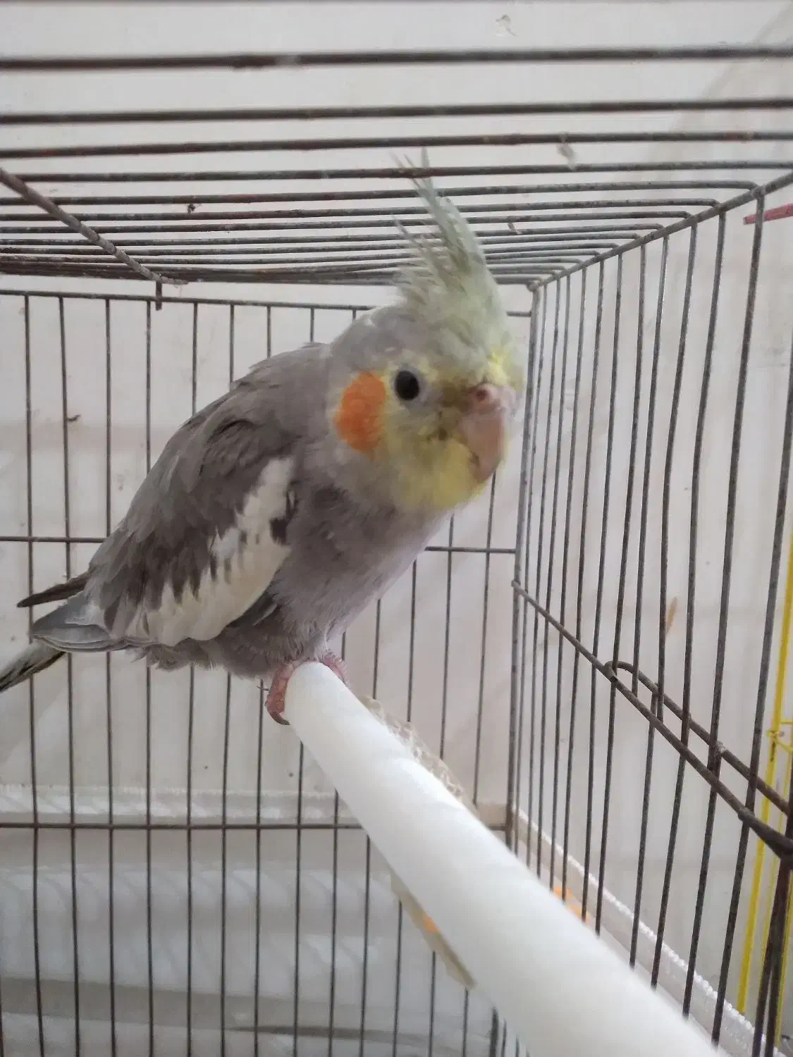 طوطی عروس ۳ ماهه|پرنده|آستانه اشرفیه, |دیوار