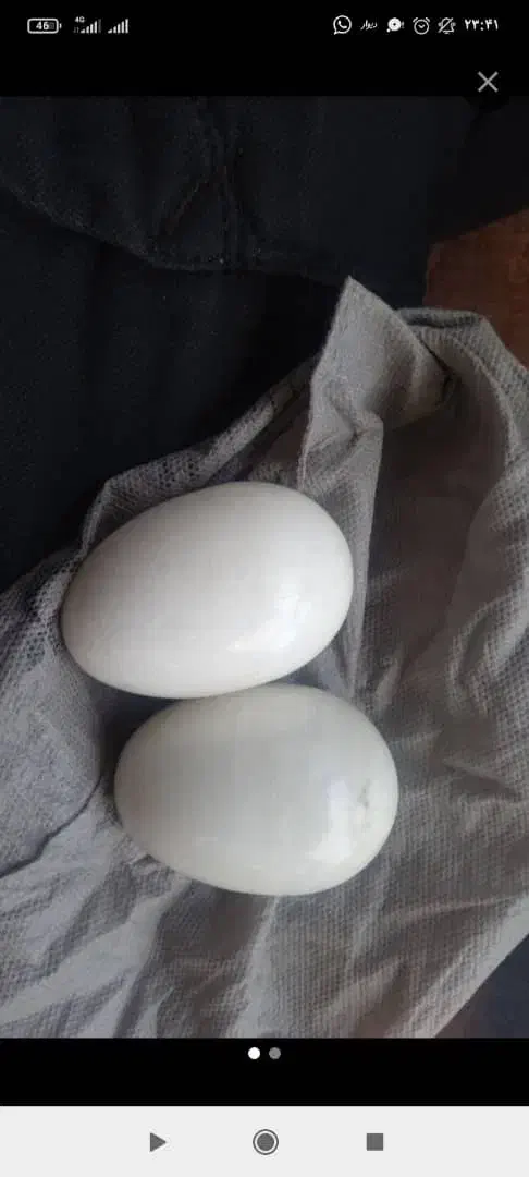 دو جفت مهره قدیمی|کلکسیون اشیاء عتیقه|بندر ماهشهر, |دیوار