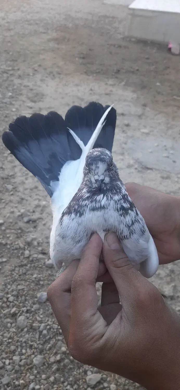 کله دم سبز|پرنده|رومشکان, |دیوار