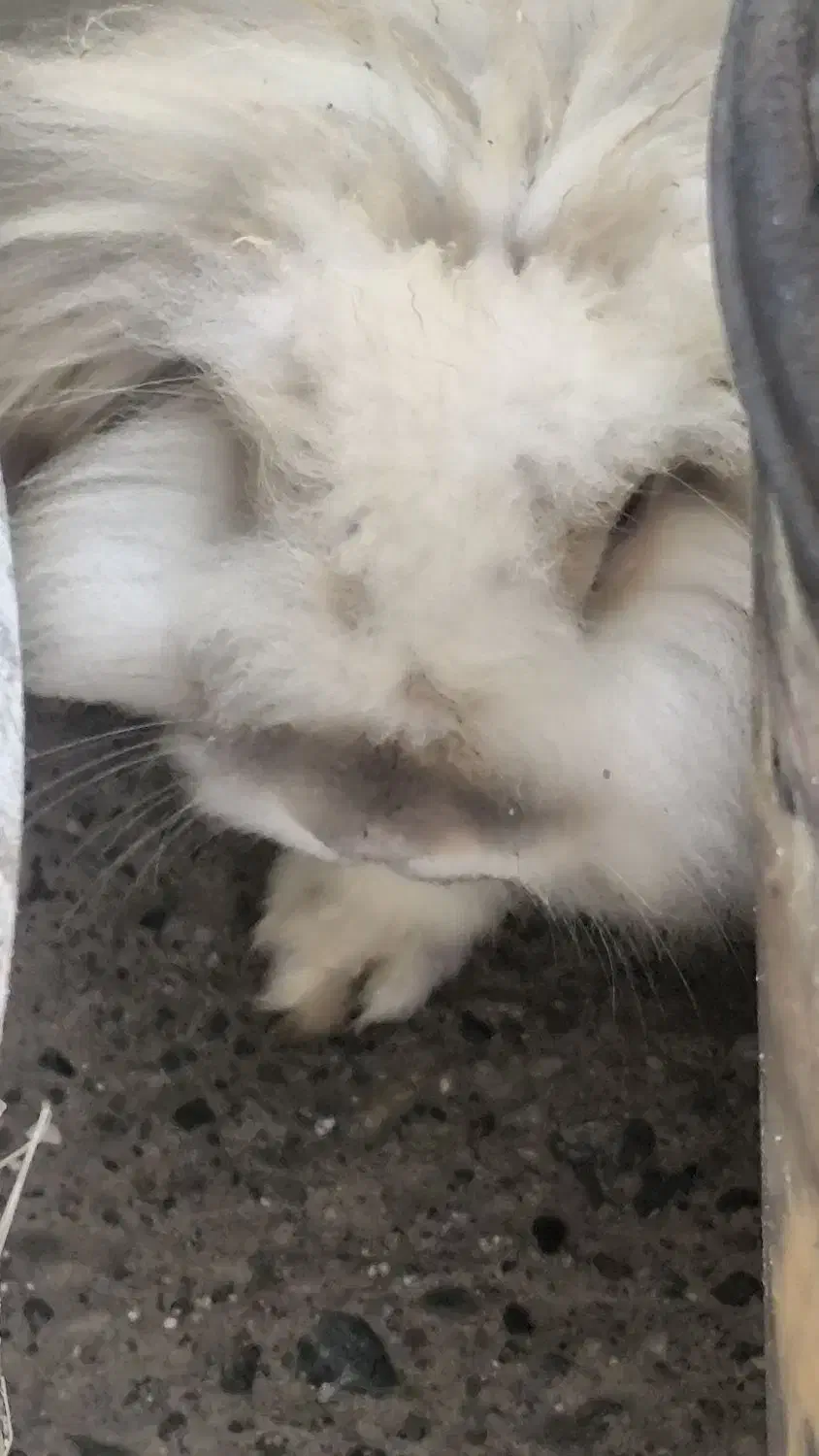 خرگوش لوپ اوکراینی|موش و خرگوش|میناب, |دیوار