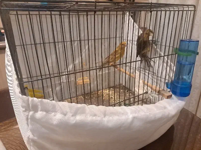 قناری ماده|پرنده|تهران, افسریه شمالی|دیوار