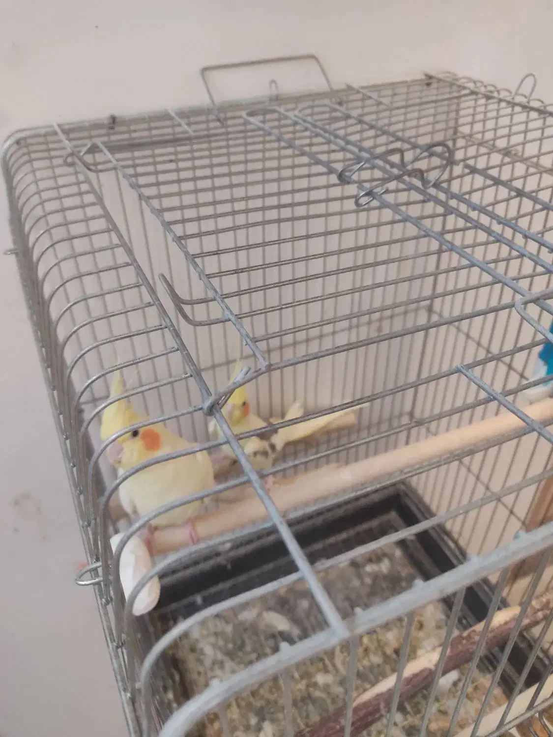 جفت مولد عروس|پرنده|خمین, |دیوار