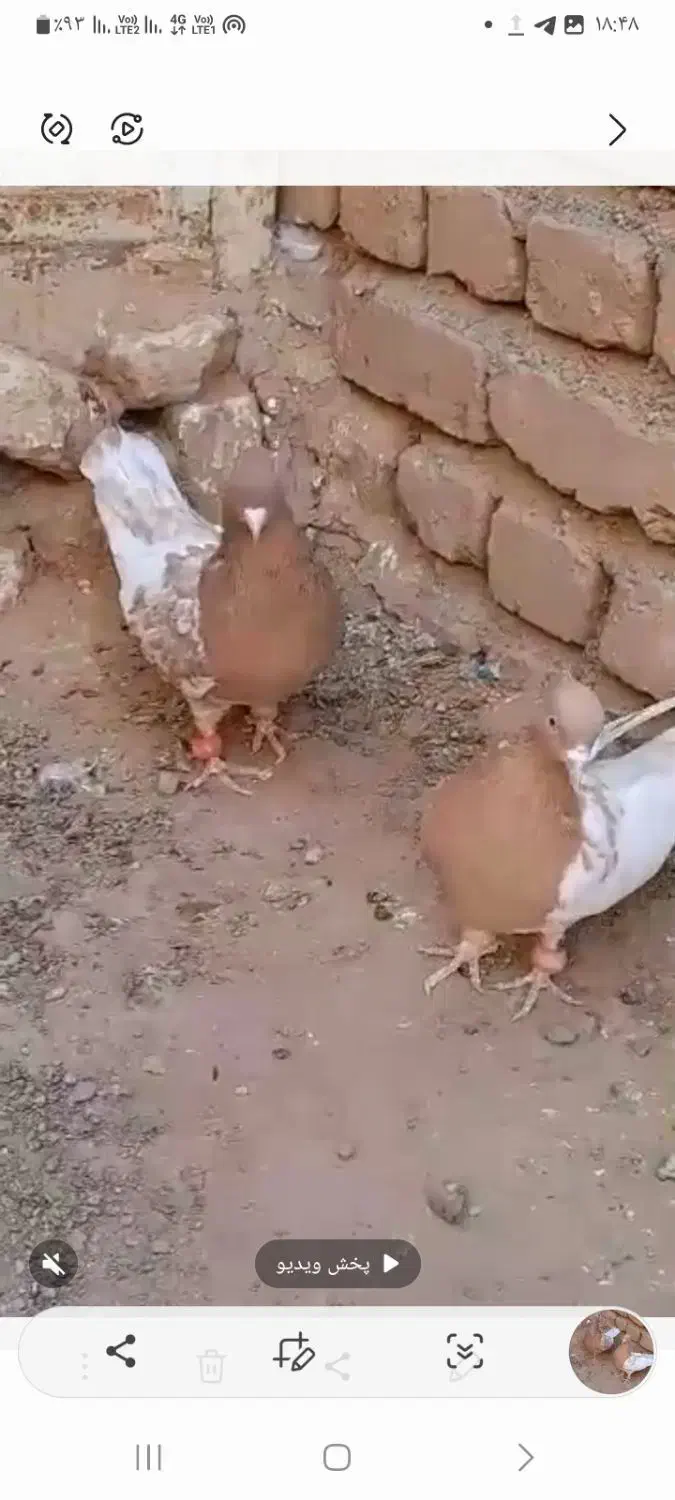 کبوتر|پرنده|ششطراز, |دیوار