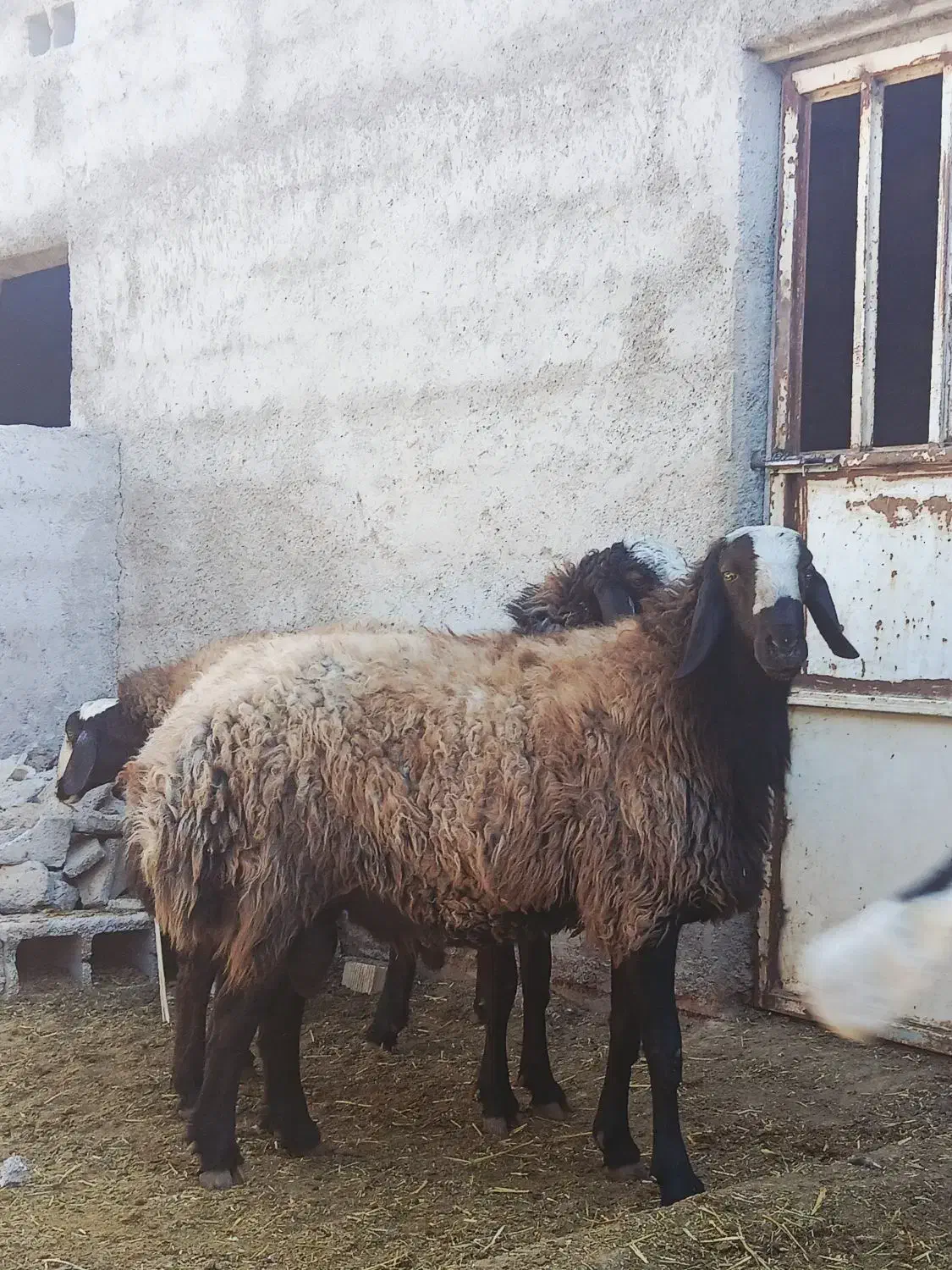قوچ شال قوچ همو میش ژن دار|حیوانات مزرعه|شیراز, کرونی(خاتونک)|دیوار
