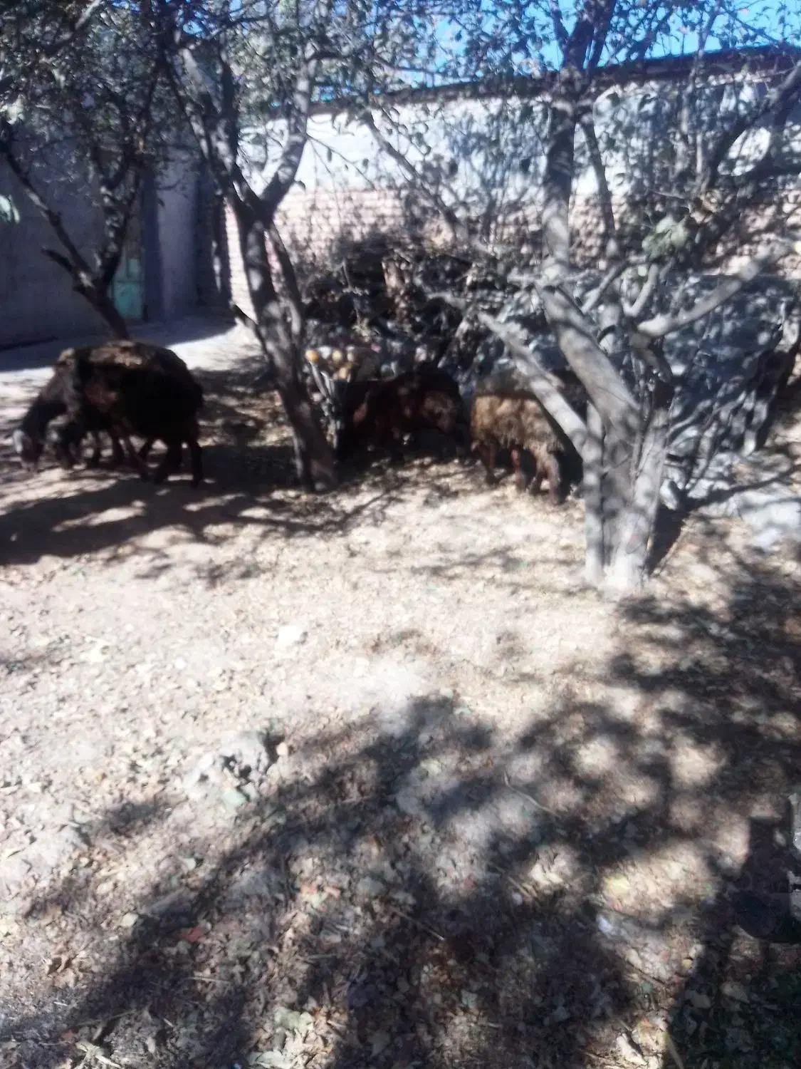 گوسفند شیشک وبره ماده|حیوانات مزرعه|اردبیل, |دیوار