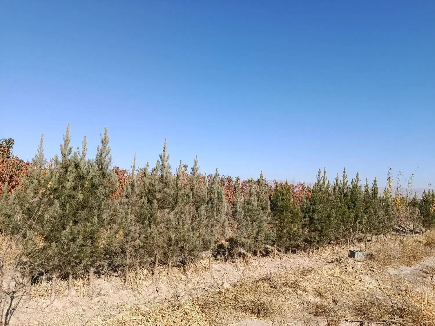 نهال میوه  سه ساله|خدمات باغبانی و درختکاری|مشهد, دهشک|دیوار