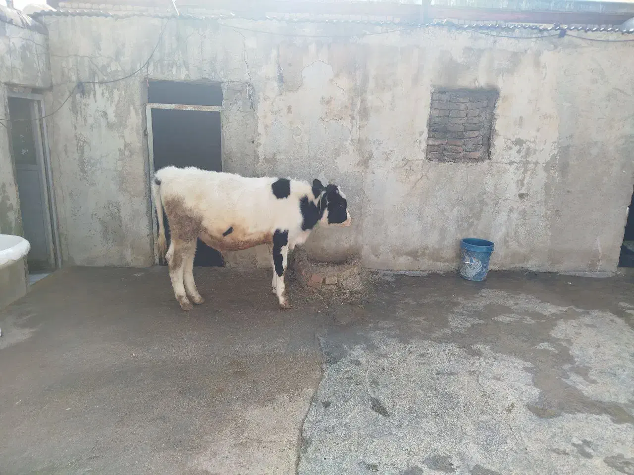 گوساله سیمینتال|حیوانات مزرعه|کوهدشت, |دیوار