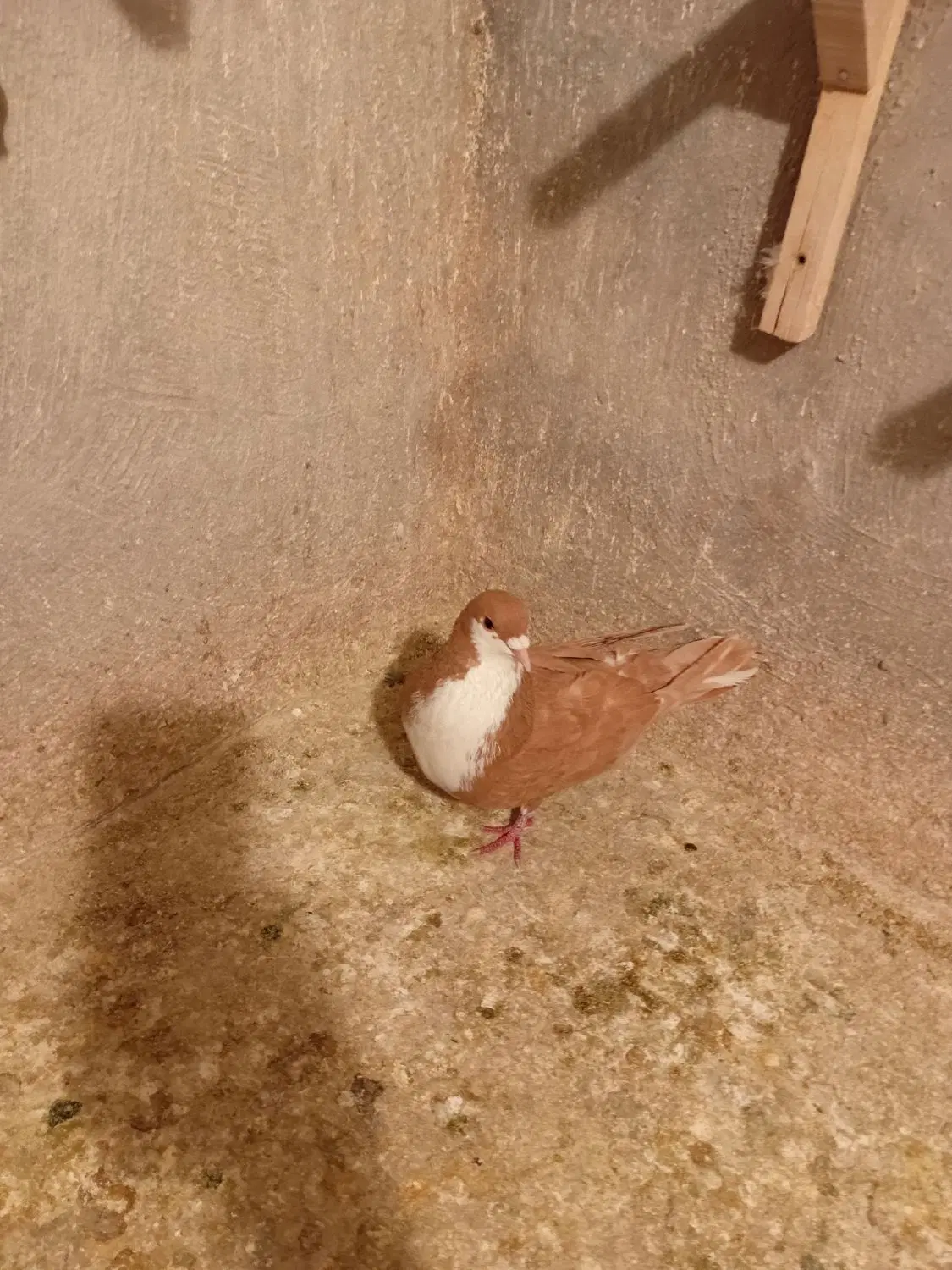 کبوتر|پرنده|شیراز, سجادیه|دیوار