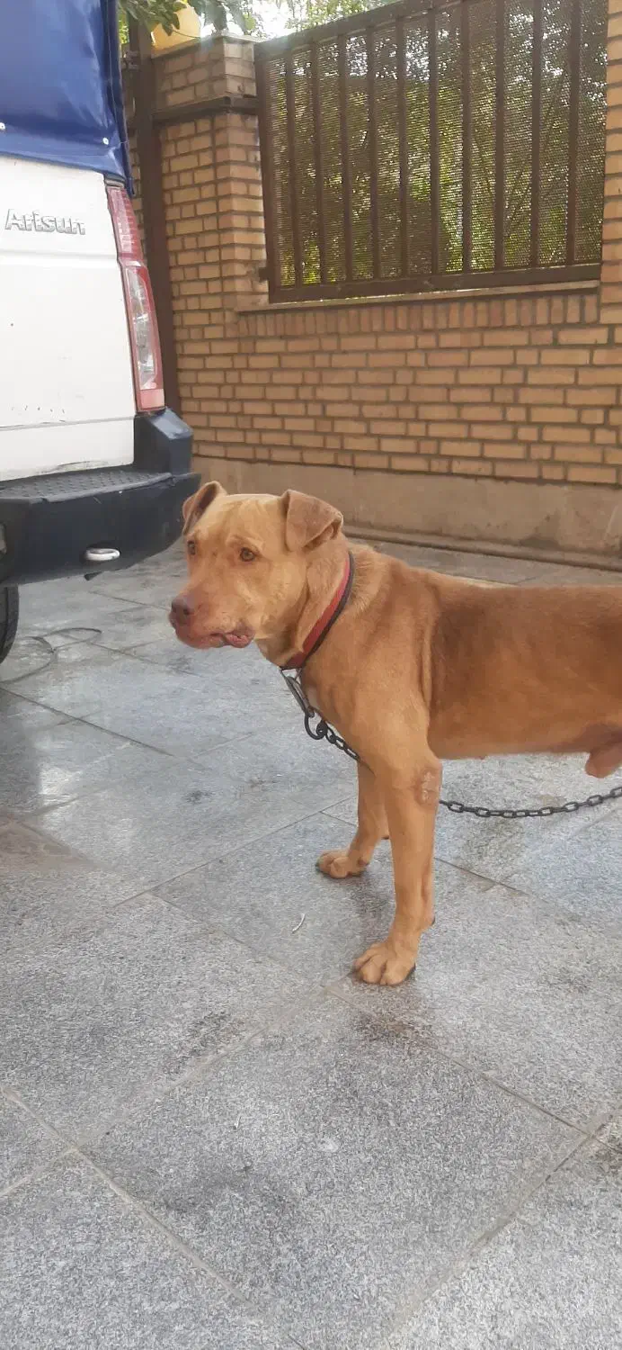 سگ پیتبول|سگ|قرچک, شهرک صنعتی قرچک|دیوار