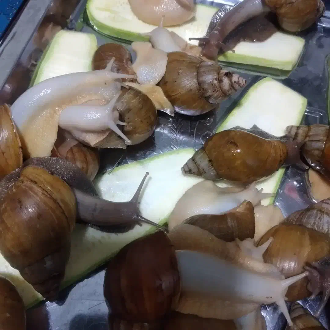 حلزون آچاتینا|خزنده|بهارستان, |دیوار