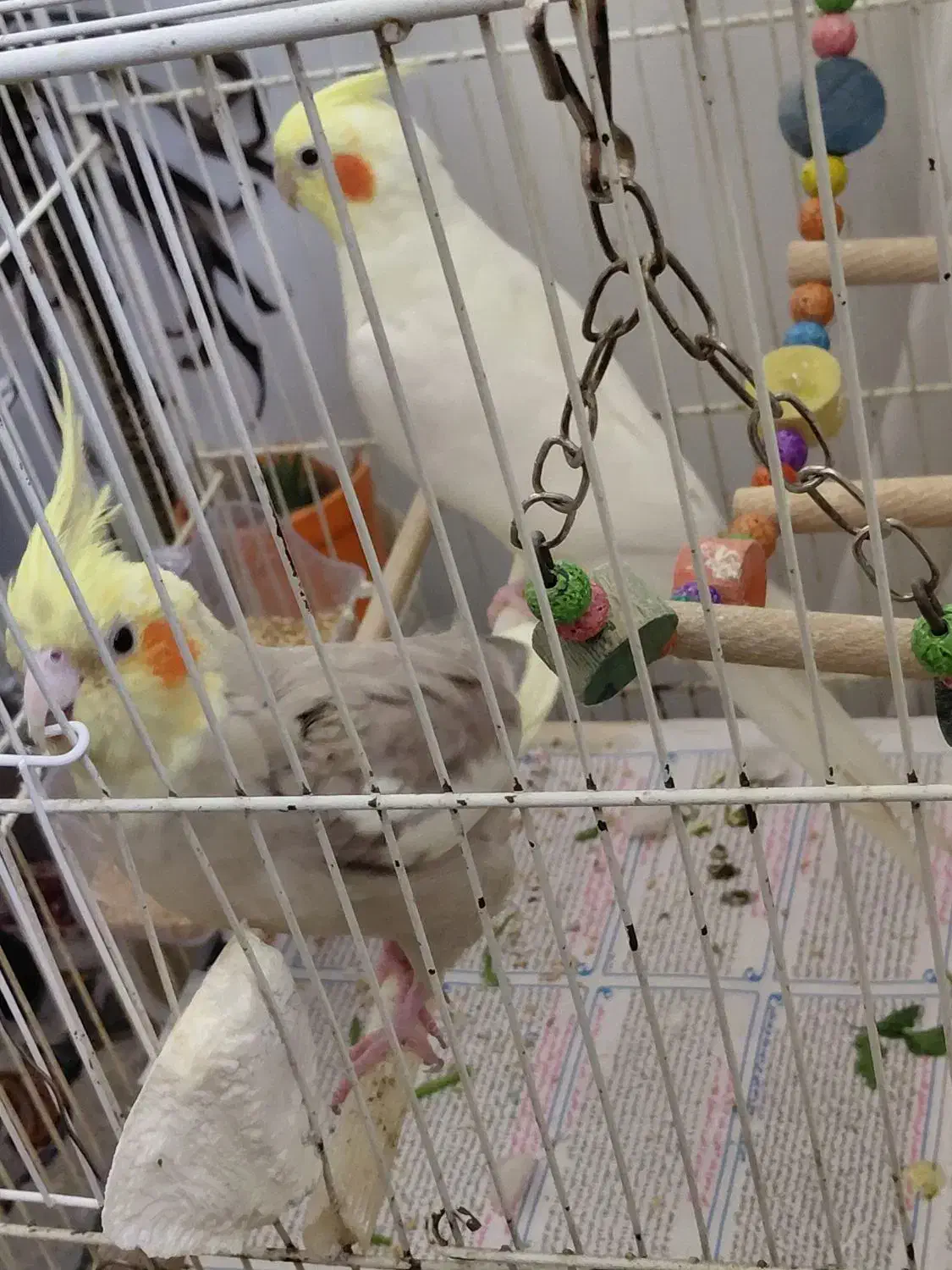 سلام جفت عروس هلندی با ضمانت نطفه|پرنده|شاندیز, |دیوار