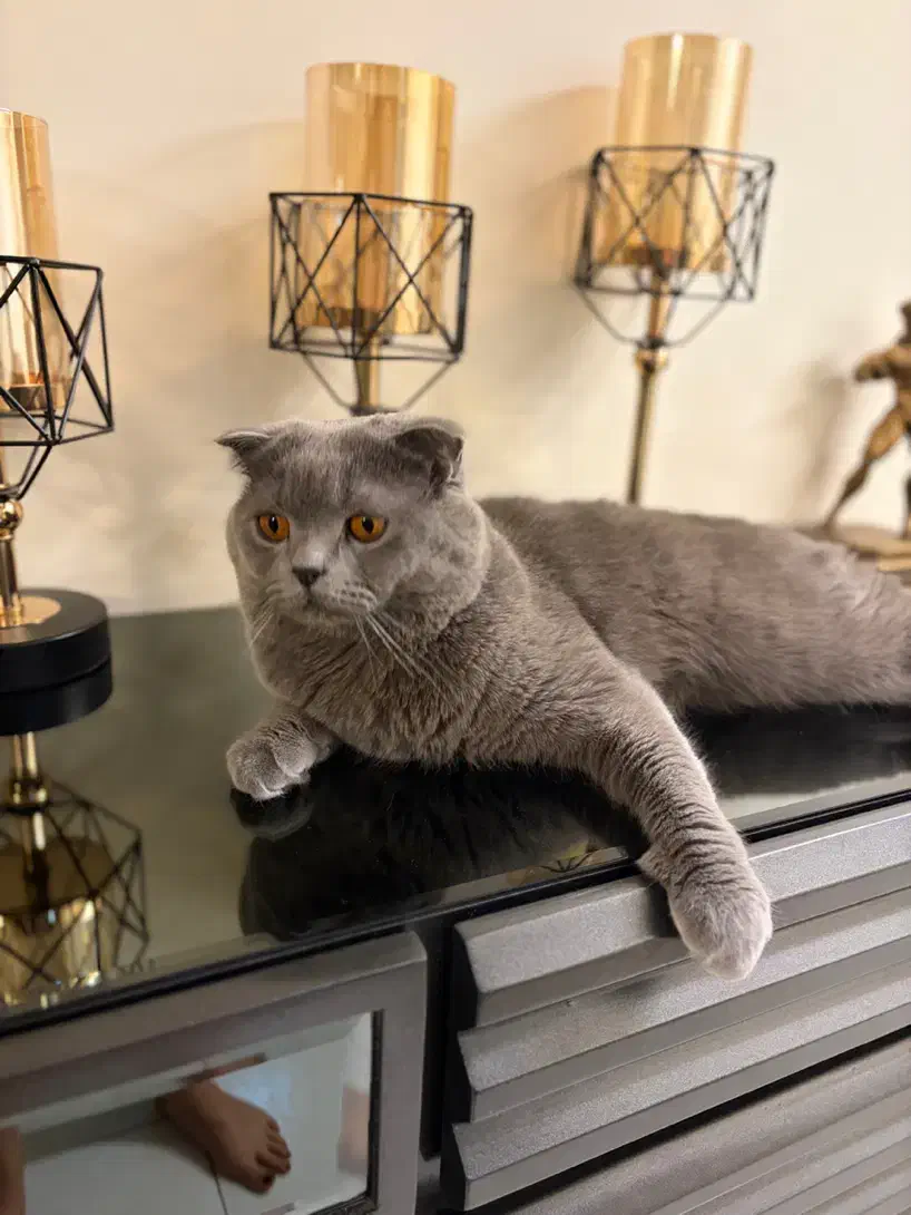 جفت یابی گربه|گربه|تهران, استخر|دیوار