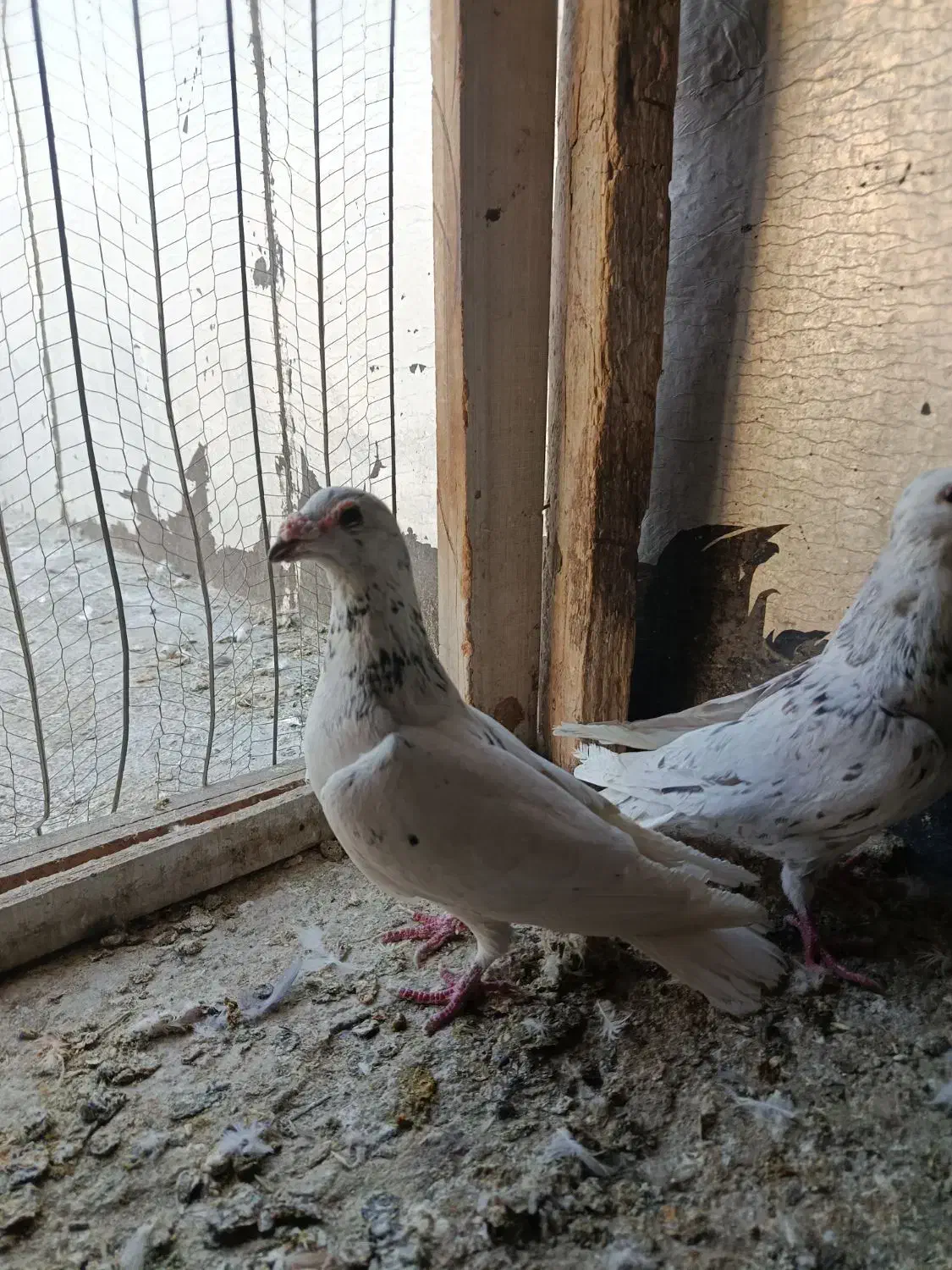 کبوتر شهرستانی|پرنده|رودهن, |دیوار