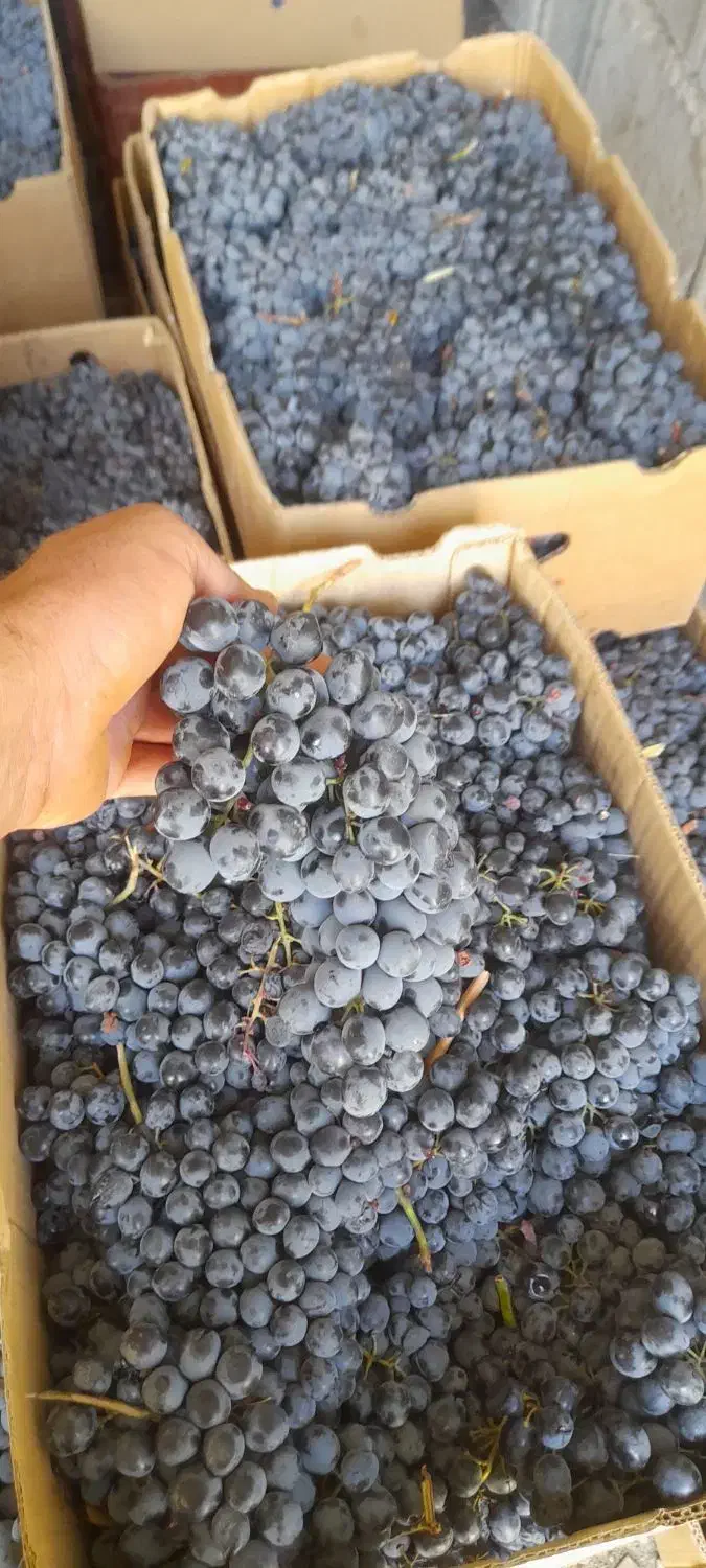 انگور دیمی کردستان|خوردنی و آشامیدنی|سروآباد, |دیوار