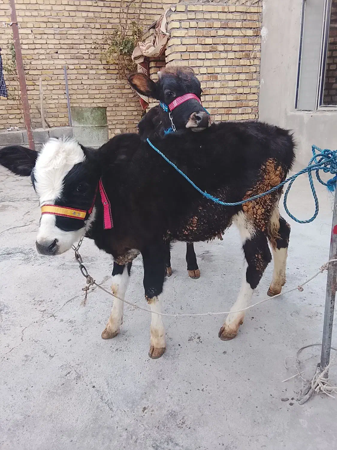 گوساله|حیوانات مزرعه|کلیائی, |دیوار