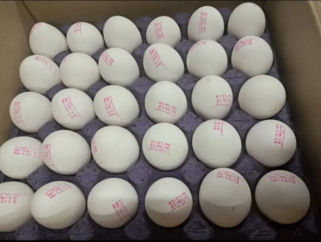 پخش عمده تخم مرغ مقدسی|عمده‌فروشی|تهران, دروس|دیوار