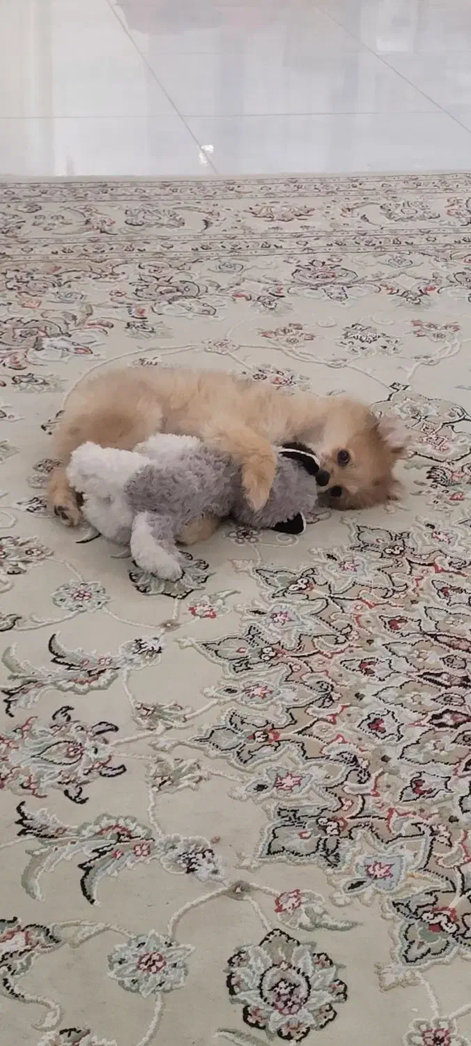 پامر روباهی(نر)|سگ|سنندج, |دیوار