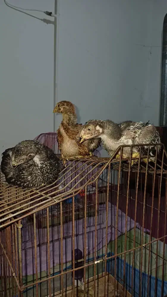 جوجه لاری اصیل|حیوانات مزرعه|رشت, قاسمیه|دیوار