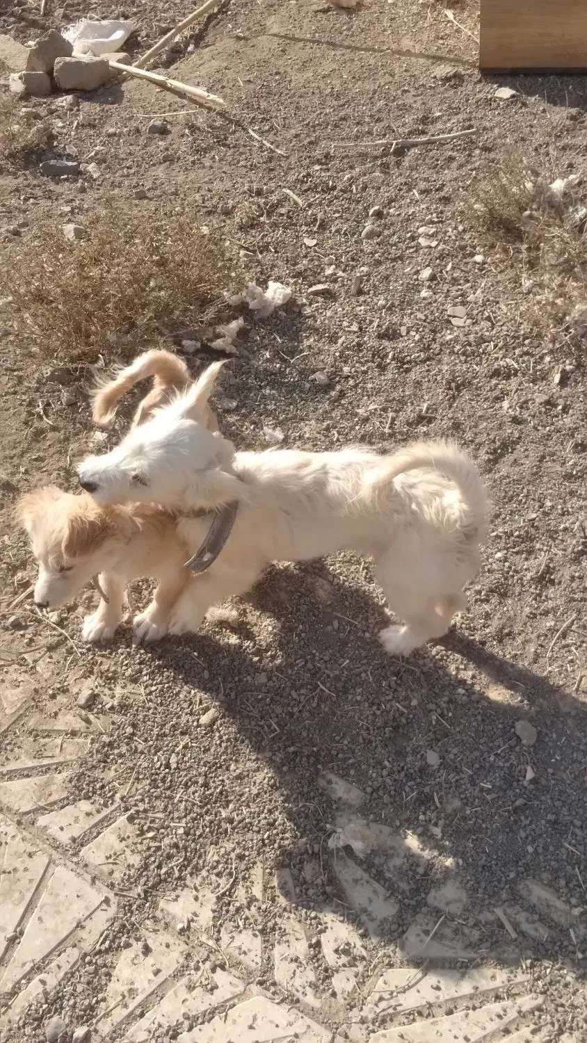 واگذاری سگ پاکوتاه|سگ|کاشان, راوند|دیوار