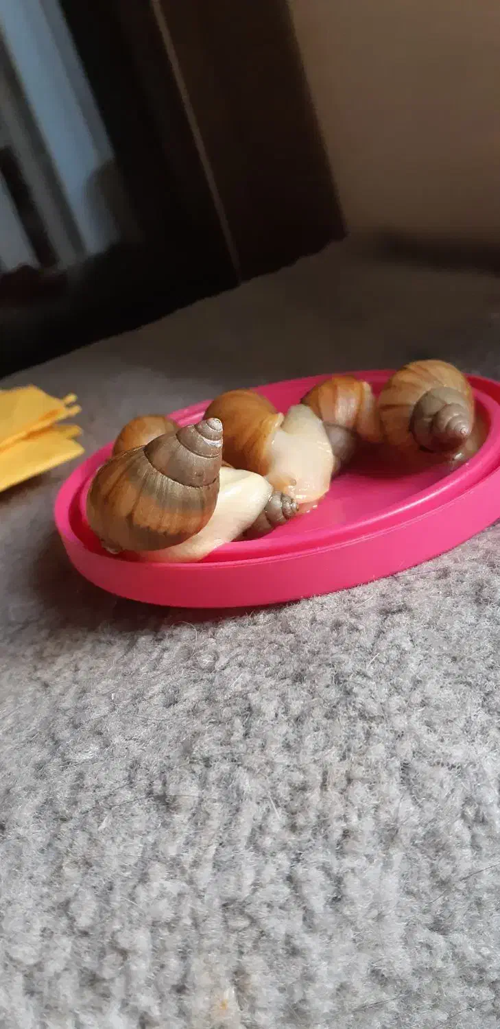 حلزون اقتصادی (اطلاعات داخل آگهی )|خزنده|اراک, |دیوار