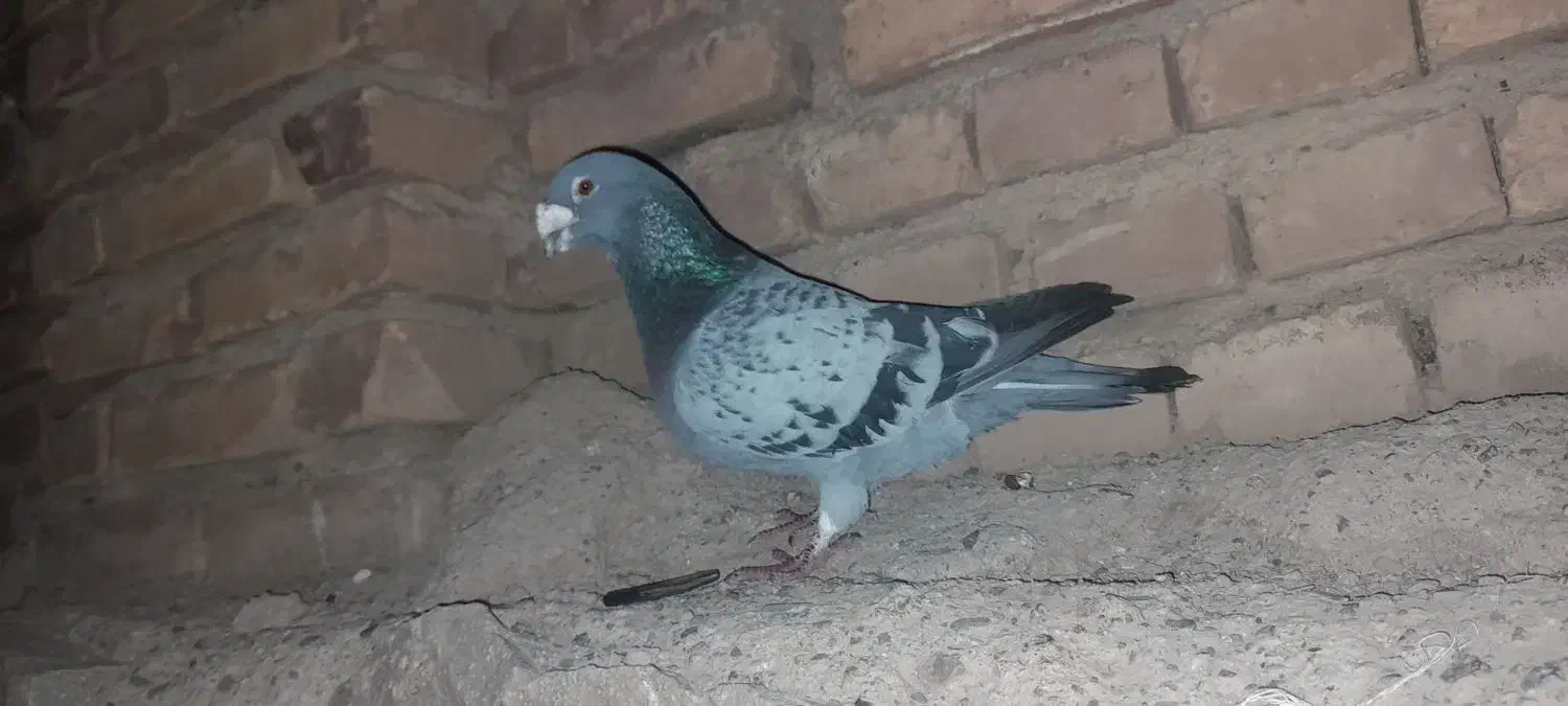 کبوتر|پرنده|کشکسرای, |دیوار