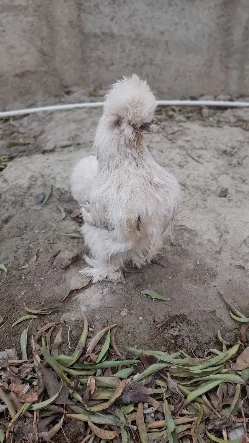 فروش مولد مرغ ابریشمی|حیوانات مزرعه|نسیم‌شهر, |دیوار